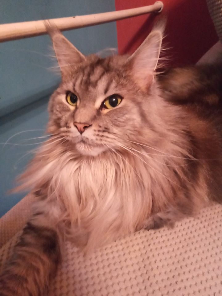 32/86 Kocie piękności naszych czytelników