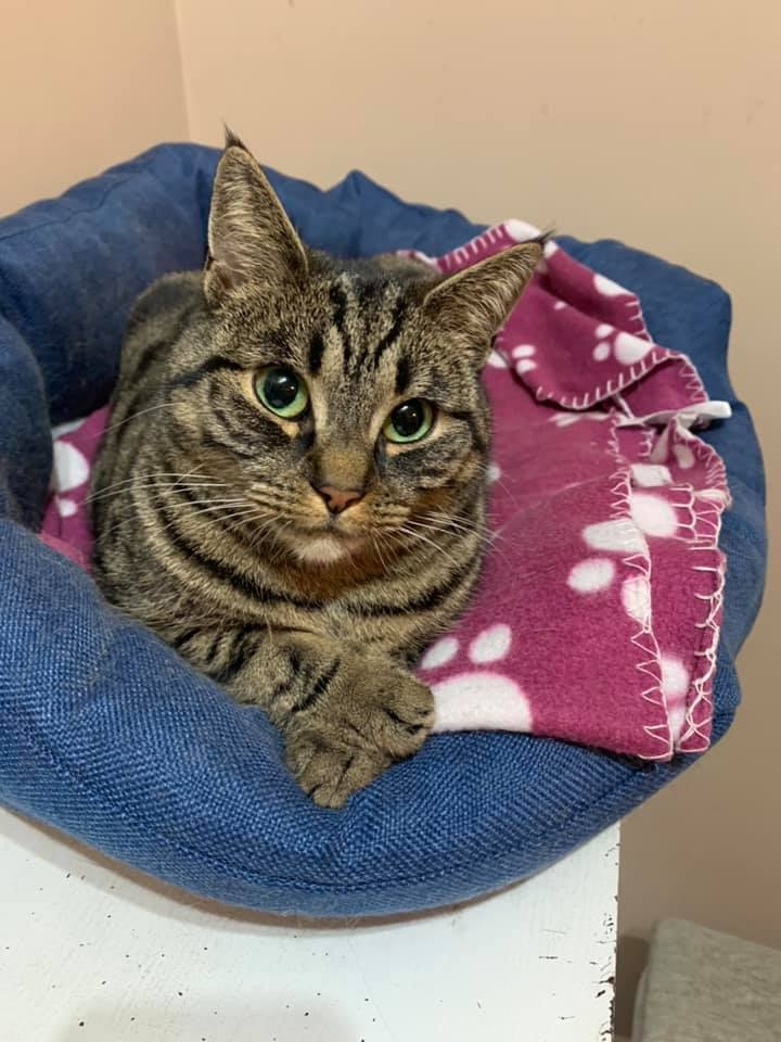 33/86 Kocie piękności naszych czytelników