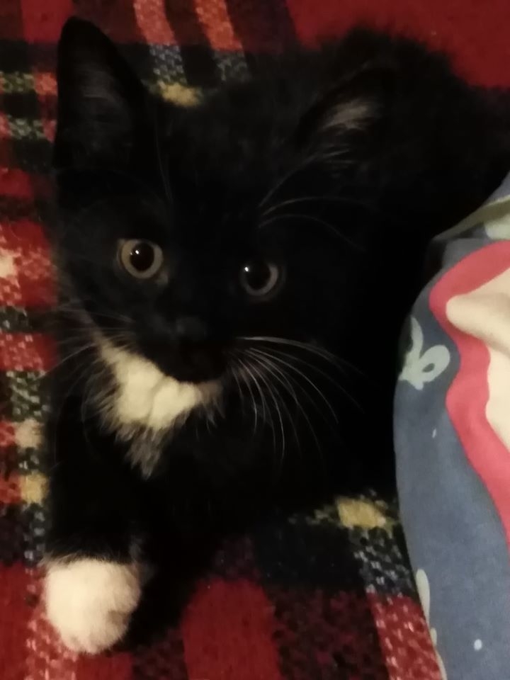 34/86 Kocie piękności naszych czytelników