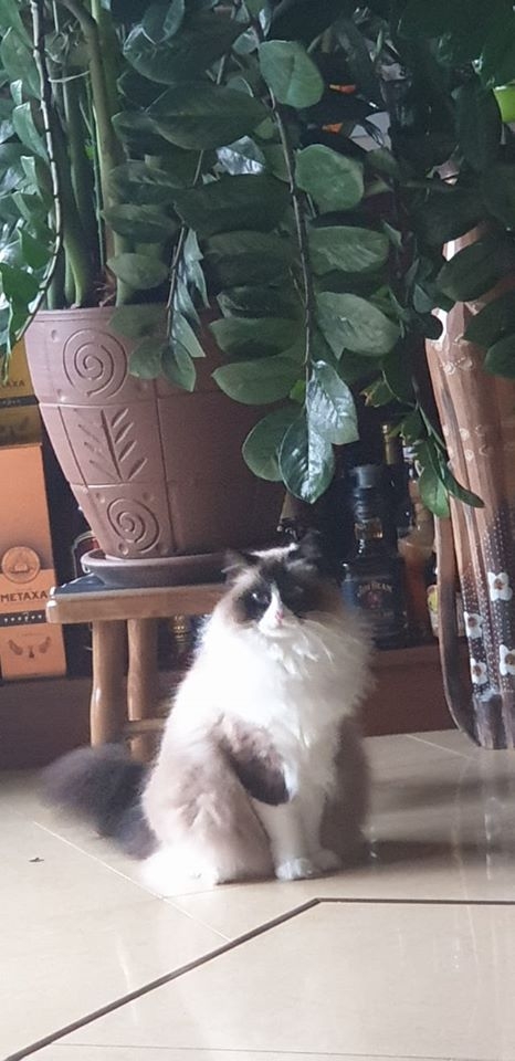 35/86 Kocie piękności naszych czytelników