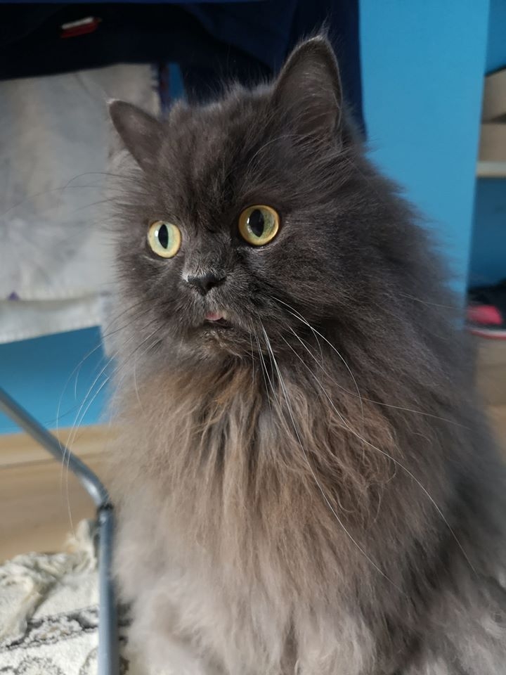 36/86 Kocie piękności naszych czytelników