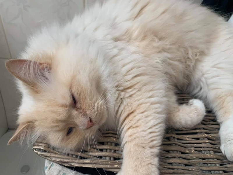 37/86 Kocie piękności naszych czytelników