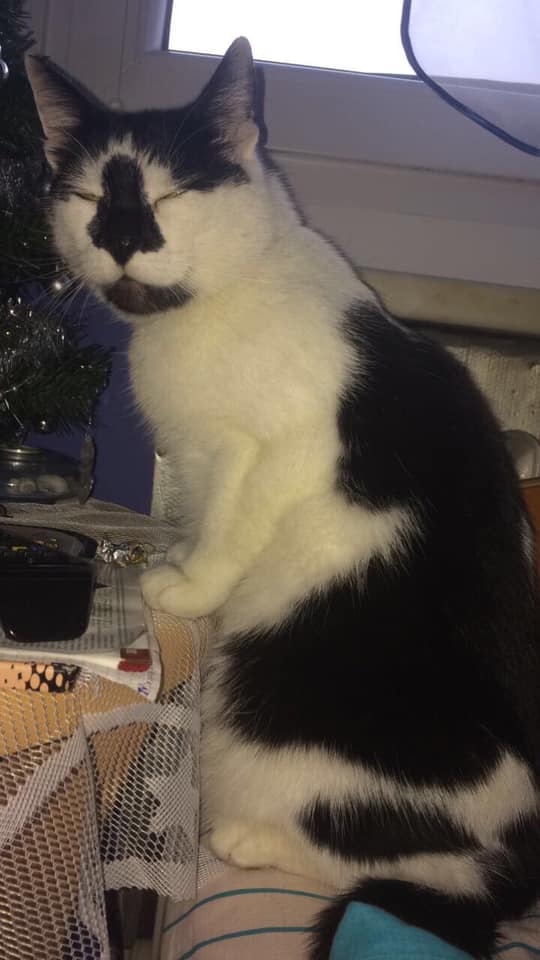 38/86 Kocie piękności naszych czytelników