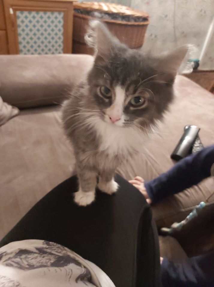 39/86 Kocie piękności naszych czytelników