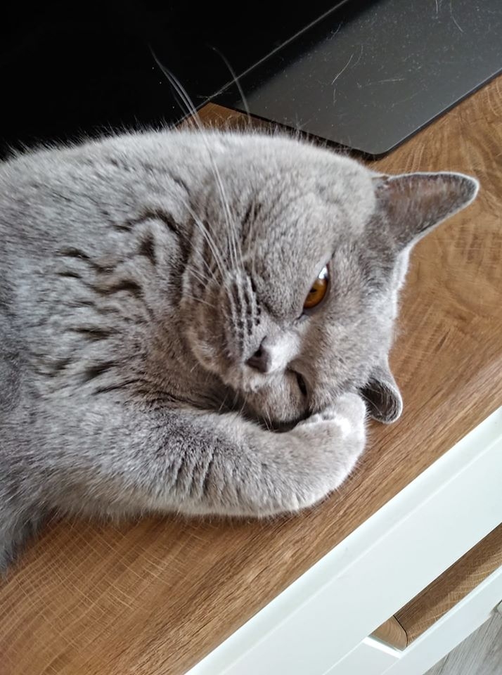 40/86 Kocie piękności naszych czytelników