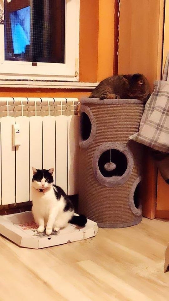 41/86 Kocie piękności naszych czytelników