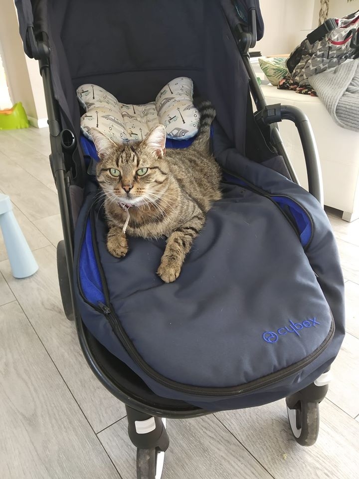 42/86 Kocie piękności naszych czytelników