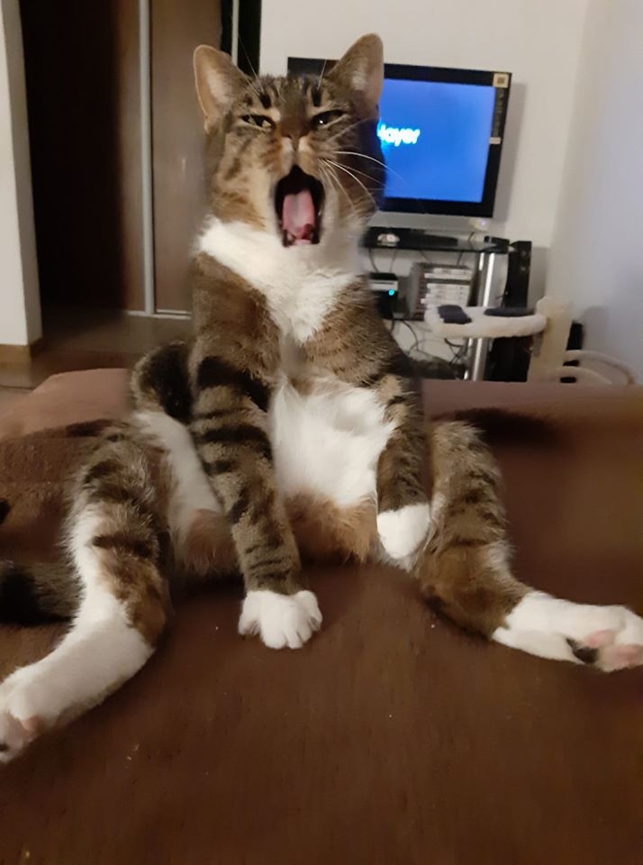 43/86 Kocie piękności naszych czytelników