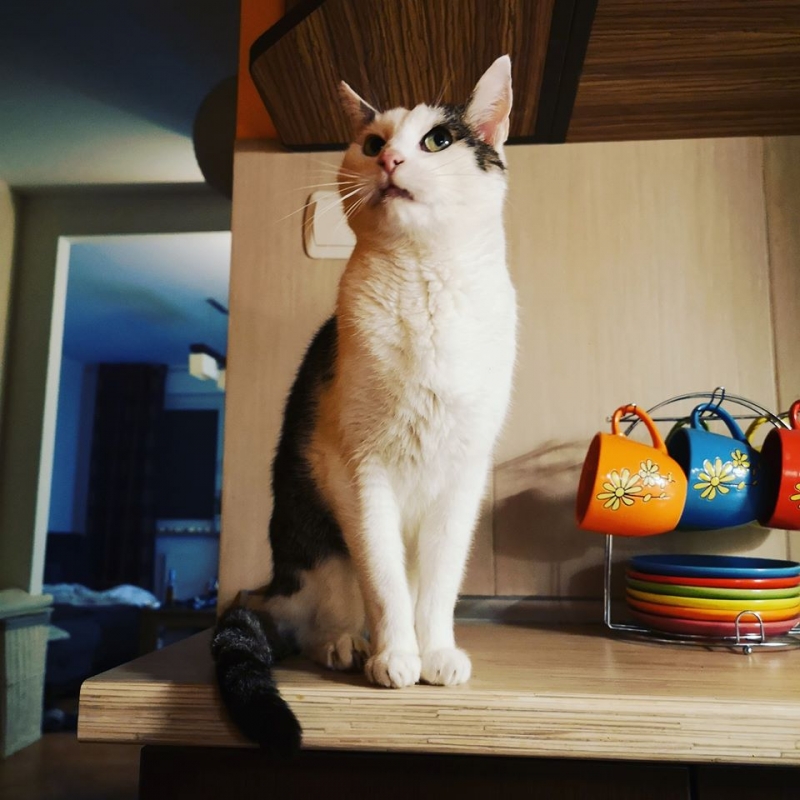 44/86 Kocie piękności naszych czytelników