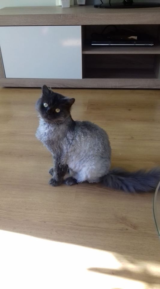 45/86 Kocie piękności naszych czytelników