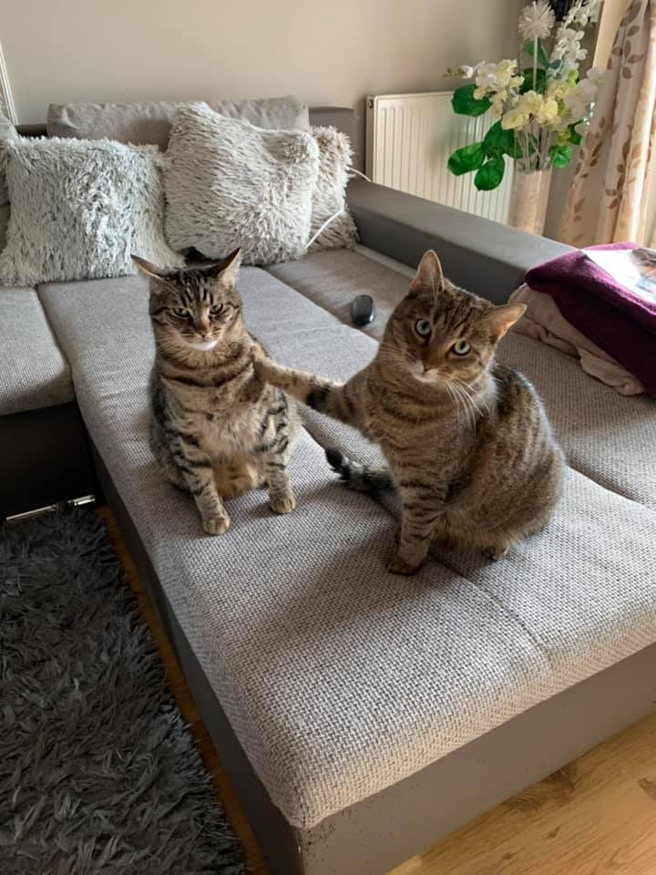 47/86 Kocie piękności naszych czytelników