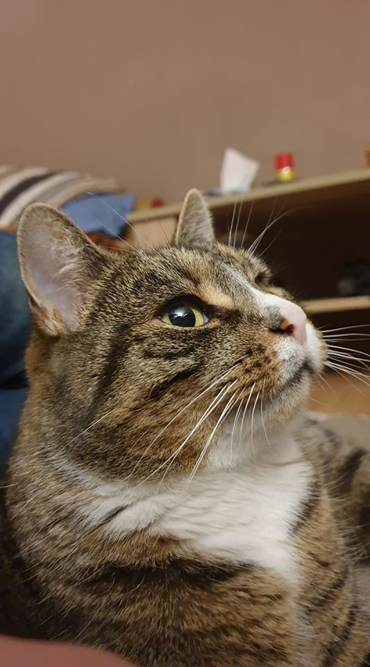 48/86 Kocie piękności naszych czytelników