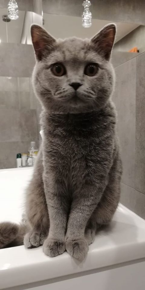 49/86 Kocie piękności naszych czytelników