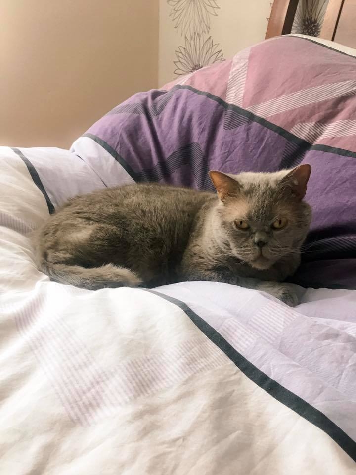 50/86 Kocie piękności naszych czytelników