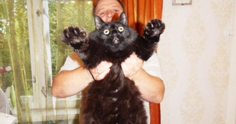 52/86 Kocie piękności naszych czytelników