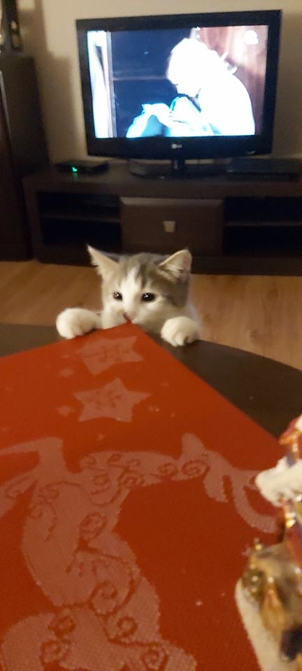 53/86 Kocie piękności naszych czytelników