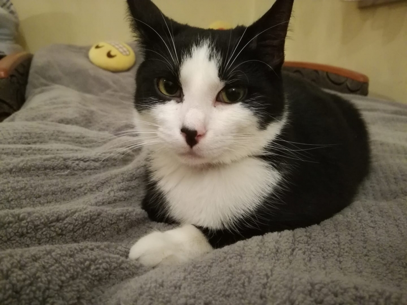 54/86 Kocie piękności naszych czytelników