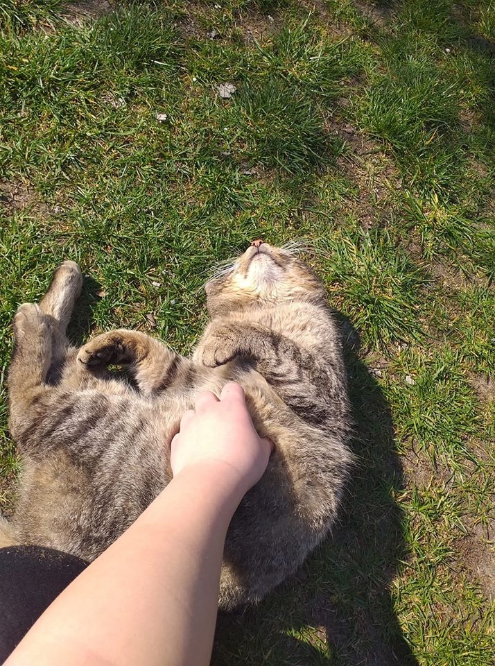 55/86 Kocie piękności naszych czytelników