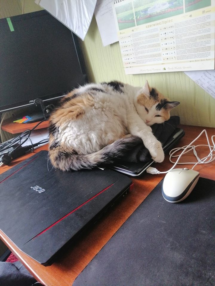 56/86 Kocie piękności naszych czytelników