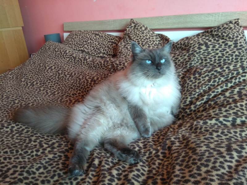 57/86 Kocie piękności naszych czytelników