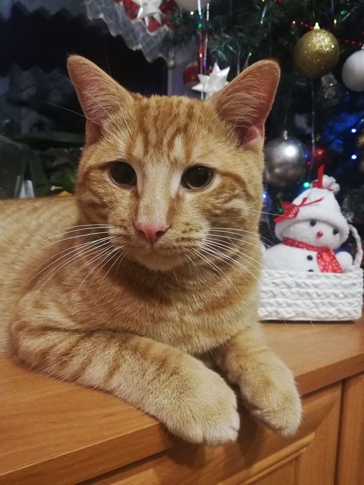 58/86 Kocie piękności naszych czytelników