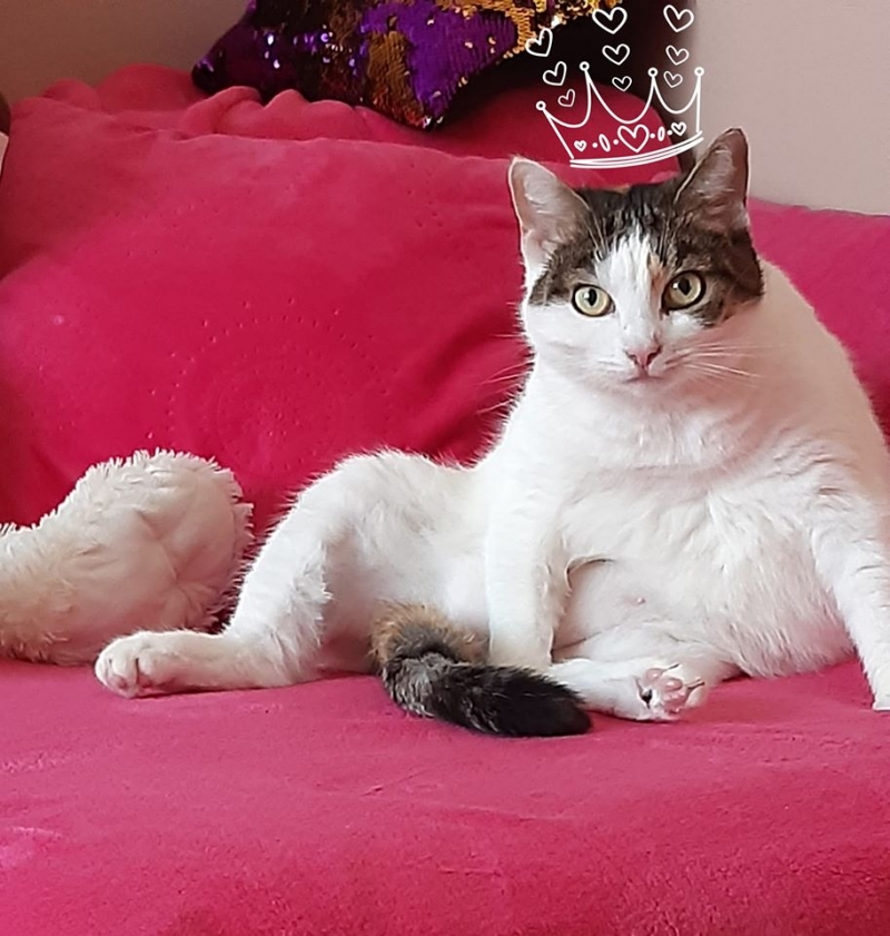 59/86 Kocie piękności naszych czytelników