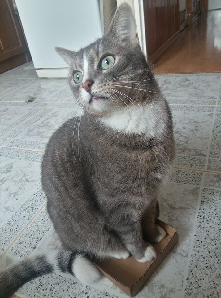 60/86 Kocie piękności naszych czytelników