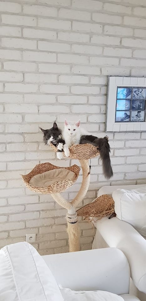 61/86 Kocie piękności naszych czytelników