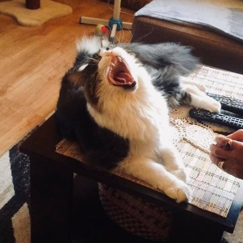 62/86 Kocie piękności naszych czytelników