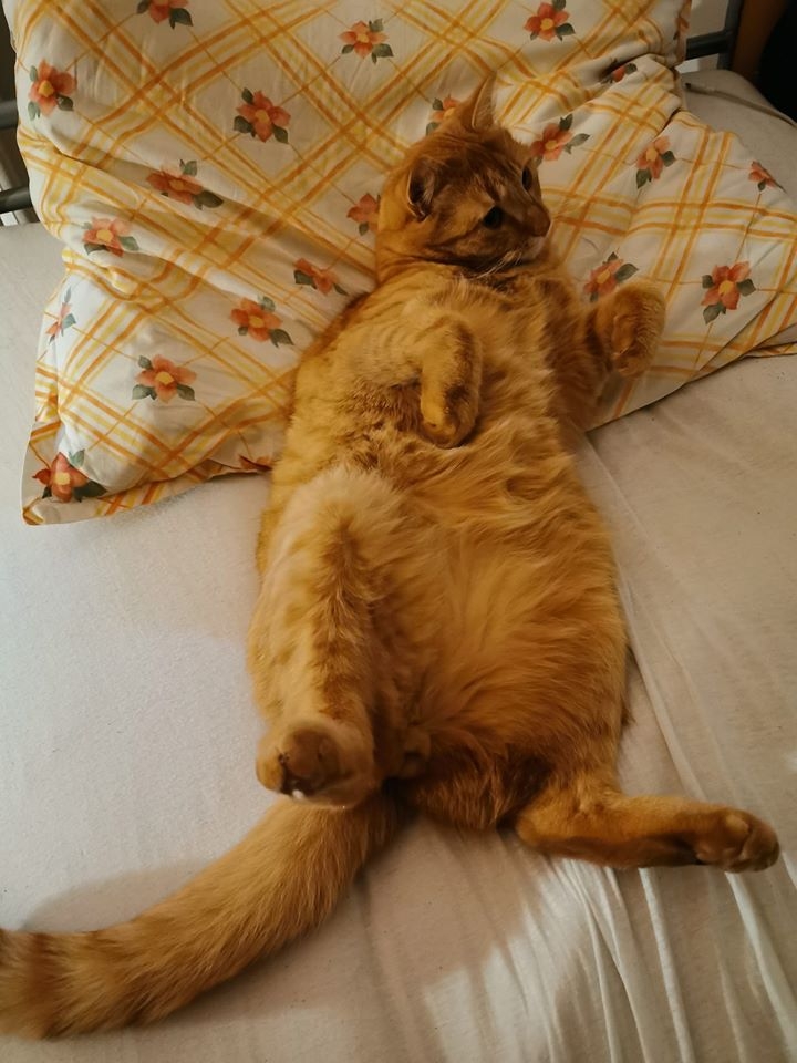 63/86 Kocie piękności naszych czytelników