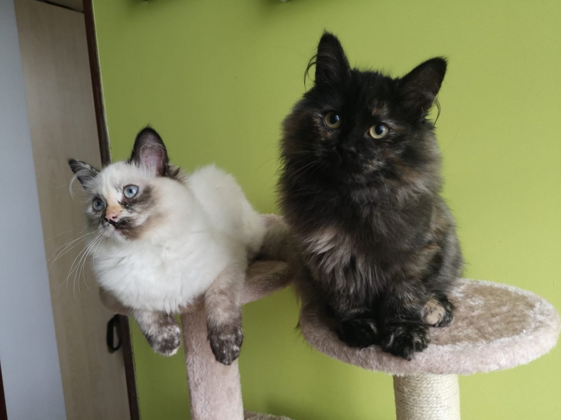 64/86 Kocie piękności naszych czytelników