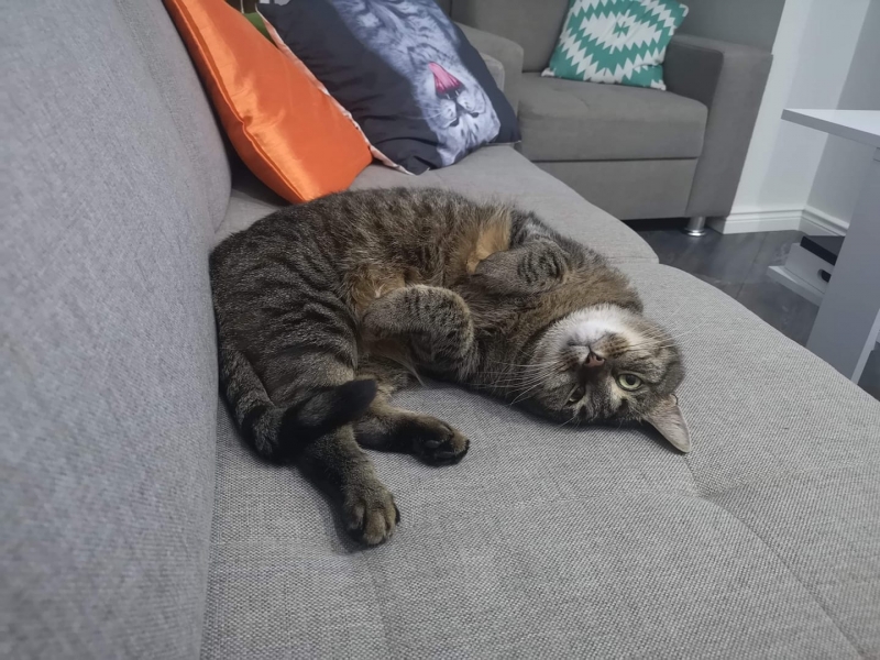 65/86 Kocie piękności naszych czytelników