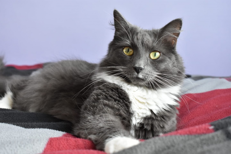 66/86 Kocie piękności naszych czytelników