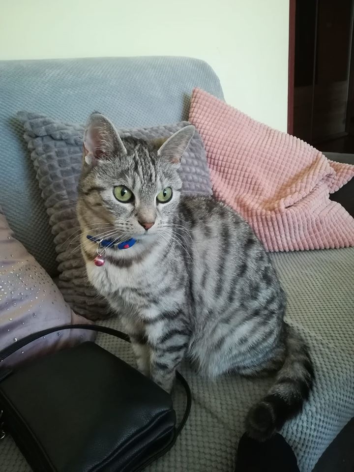 67/86 Kocie piękności naszych czytelników