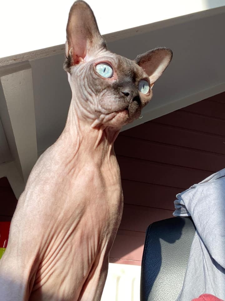 68/86 Kocie piękności naszych czytelników