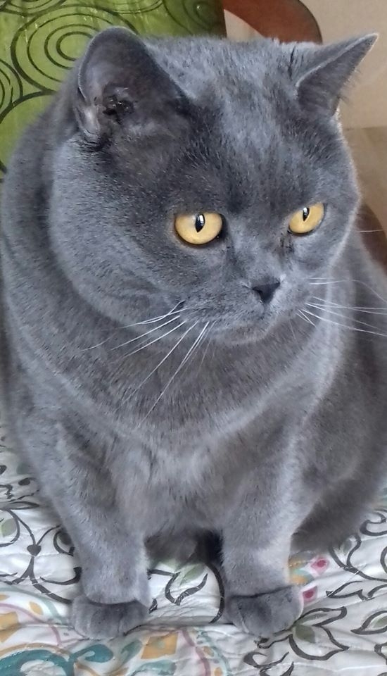 69/86 Kocie piękności naszych czytelników