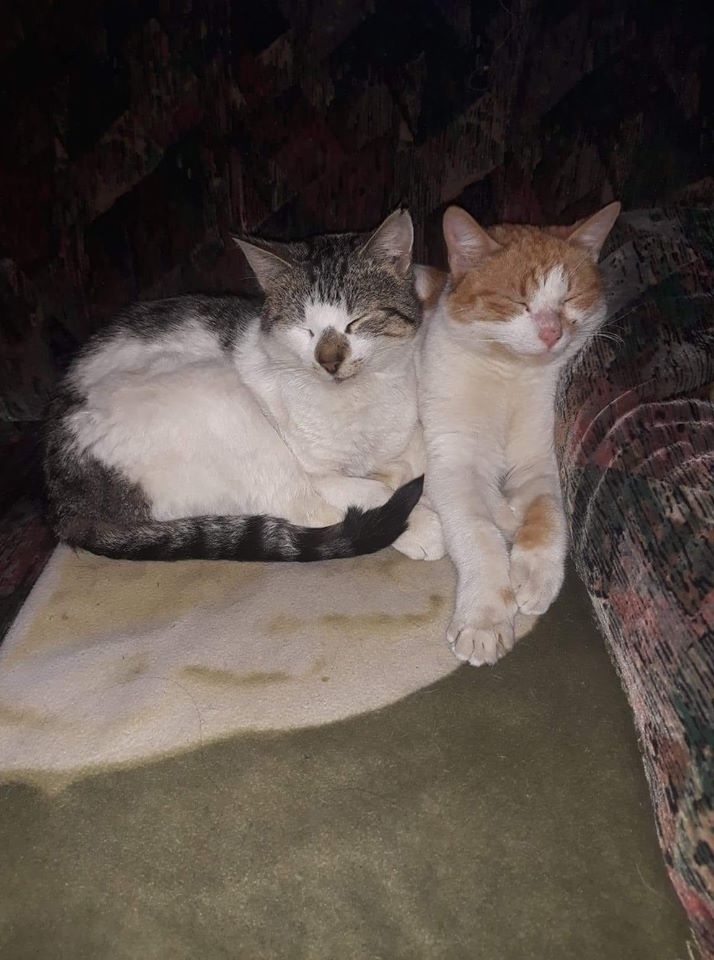 70/86 Kocie piękności naszych czytelników