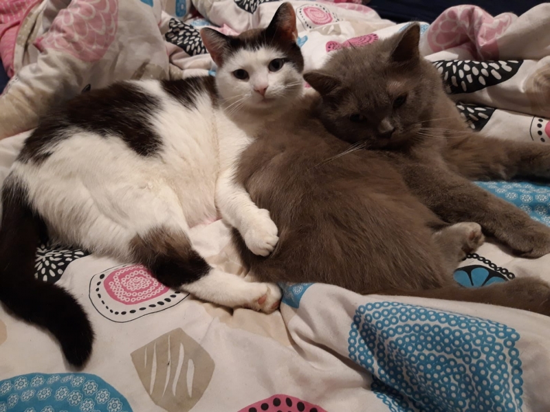 71/86 Kocie piękności naszych czytelników