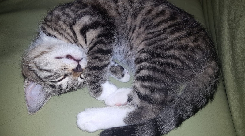 72/86 Kocie piękności naszych czytelników