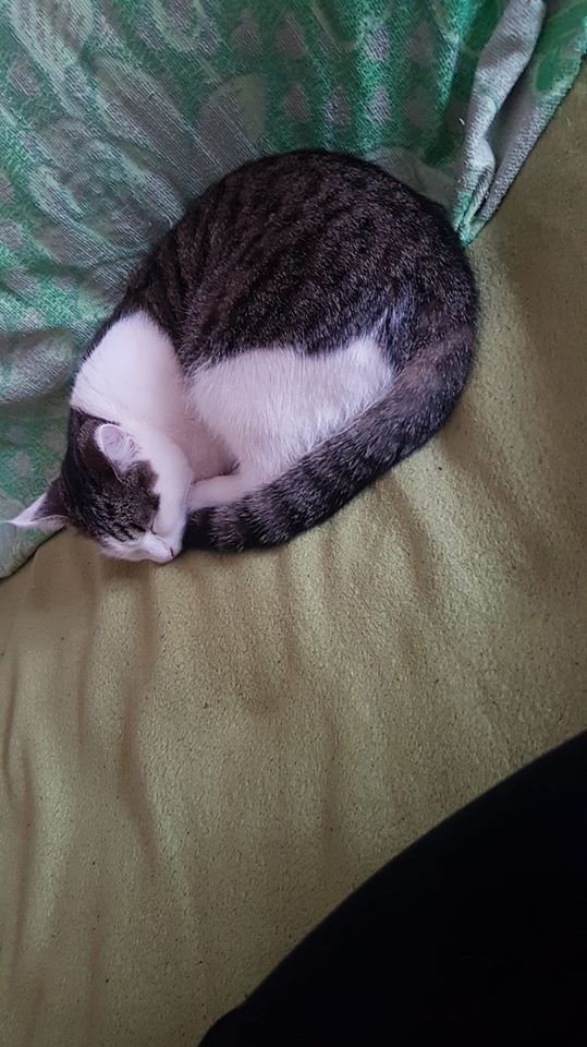 73/86 Kocie piękności naszych czytelników