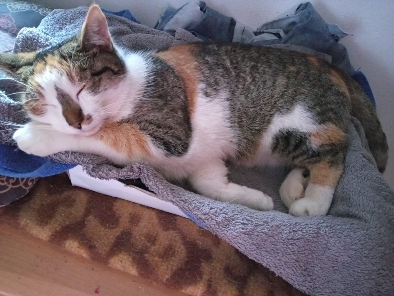 74/86 Kocie piękności naszych czytelników