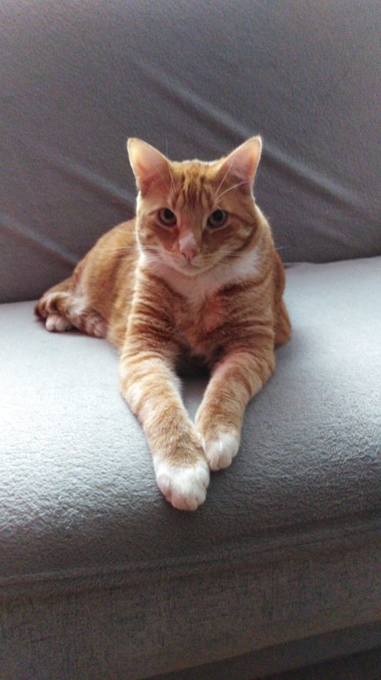 75/86 Kocie piękności naszych czytelników