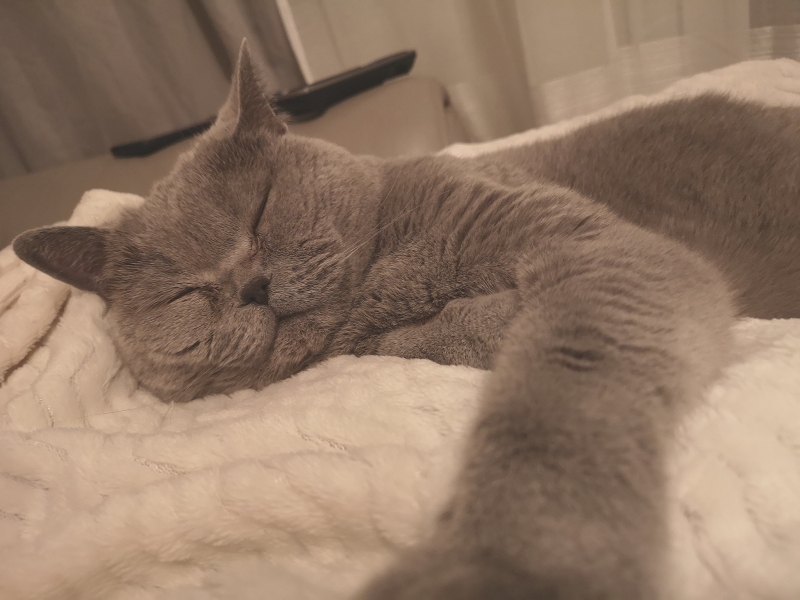 76/86 Kocie piękności naszych czytelników