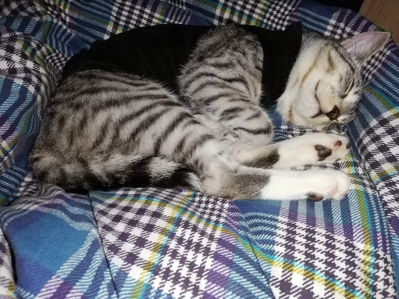 77/86 Kocie piękności naszych czytelników