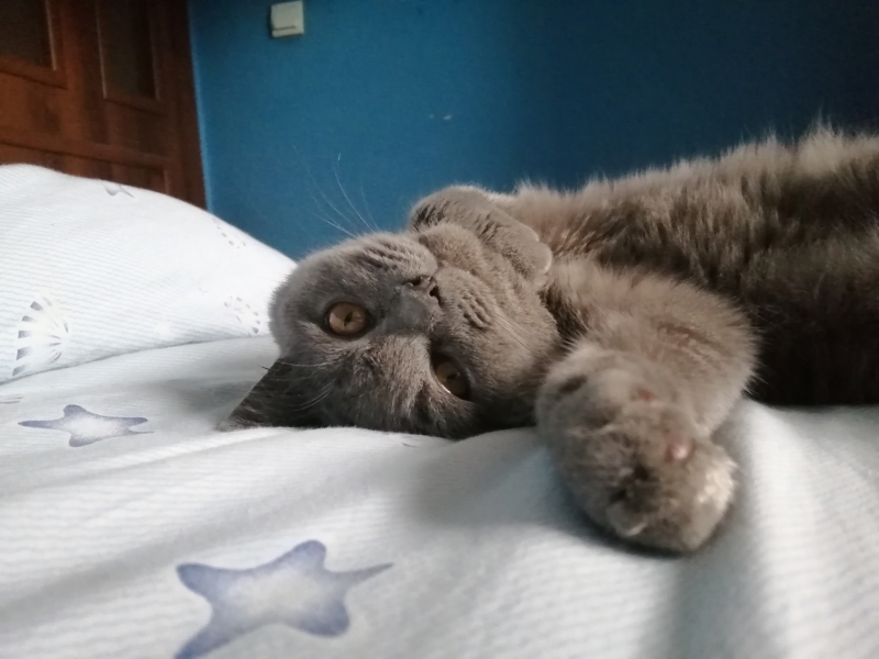 78/86 Kocie piękności naszych czytelników