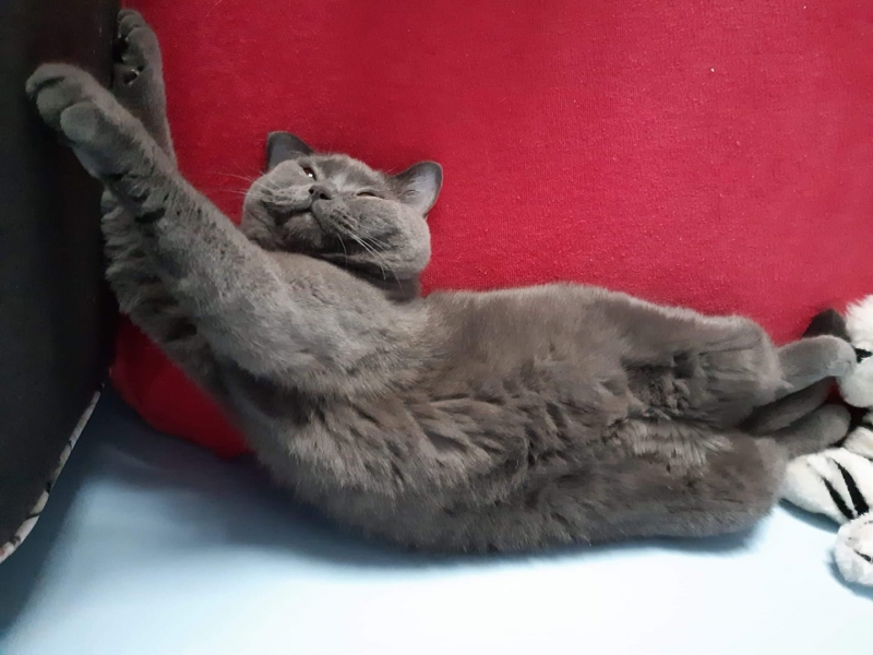 79/86 Kocie piękności naszych czytelników