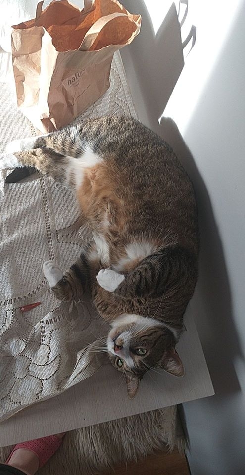 80/86 Kocie piękności naszych czytelników