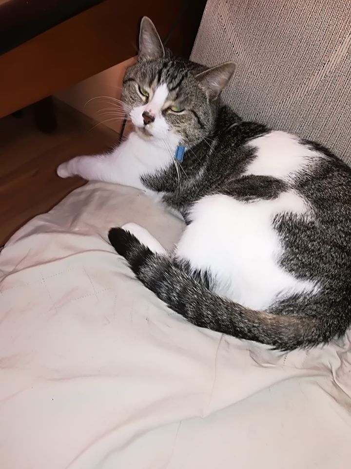 81/86 Kocie piękności naszych czytelników