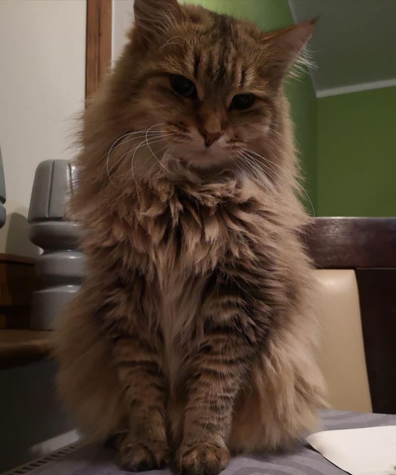 82/86 Kocie piękności naszych czytelników