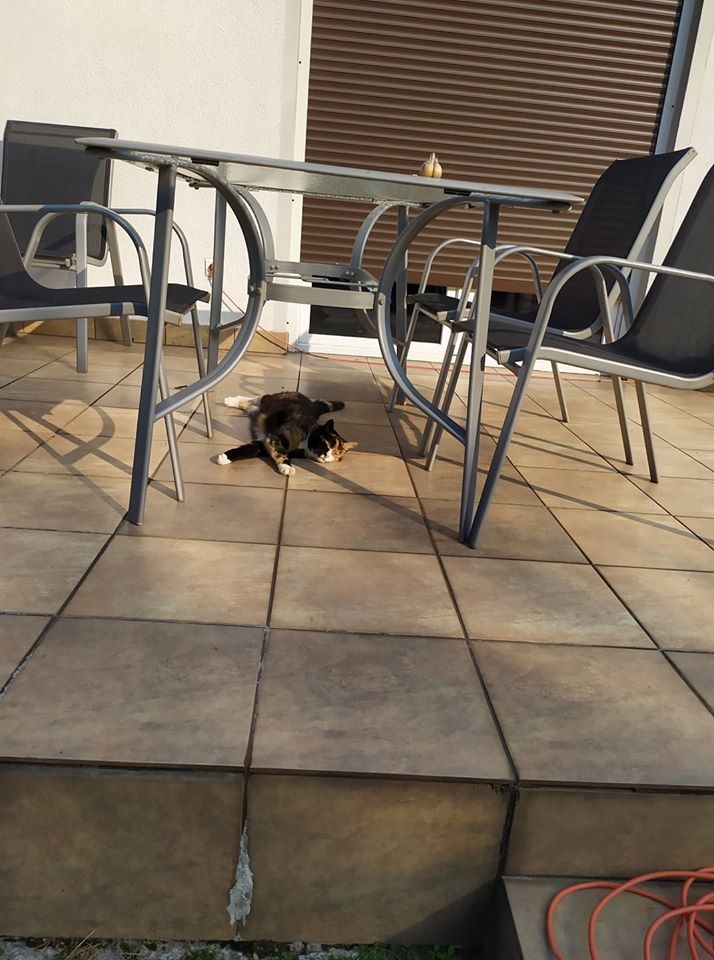 83/86 Kocie piękności naszych czytelników